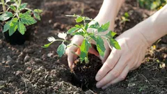 Prečo každý rok meniť miesto výsadby paradajok: dôležitý dôvod, o ktorom mnohí nevedia