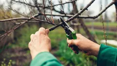 Nevyhadzujte konáre po reze – 12 spôsobov, ako ich využiť v záhrade