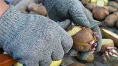 Je možné sadiť nakrájané zemiaky: nečakaná úspora v záhrade