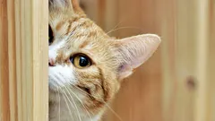 Prečo nás mačky ignorujú: 6 dôvodov, prečo domáci miláčikovia neposlúchajú
