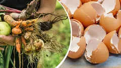 Poklady z kuchyne robia zázraky na záhrade: ako bežný odpad zachraňuje úrodu