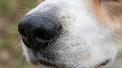 Toto plemeno psov sa dá vycvičiť najľahšie: odborníci pomenovali najspoľahlivejšieho priateľa