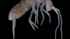 Takmer 2 kilometre pod povrchom: ktoré suchozemské zviera žije najhlbšie