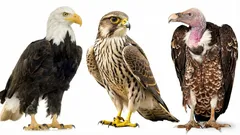 Otestujte svoju mozgovú kapacitu: Dokážete za 30 sekúnd pomenovať tieto dravé vtáky?