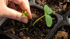 Čo treba v marci určite vysiať na priesady: skúsení záhradkári sú už v plnom nasadení