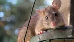 Ako ochrániť kompost pred potkanmi: čo doň nepridávať a čo naozaj pomáha