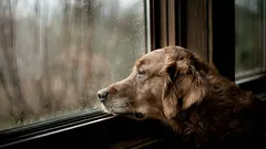 Ako pes vie, že sa čoskoro vrátite: 4 signály, ktoré si všimne skôr ako vy