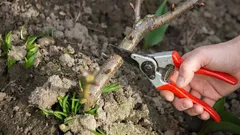 Tieto rastliny treba vždy strihať v marci – záhradkári zostavili zoznam 10 druhov