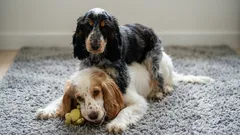 Fotografie štvornohých priateľov: obľúbení psi sa hrajú po prechádzke